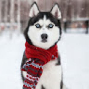 Meet your Posher, Lucy